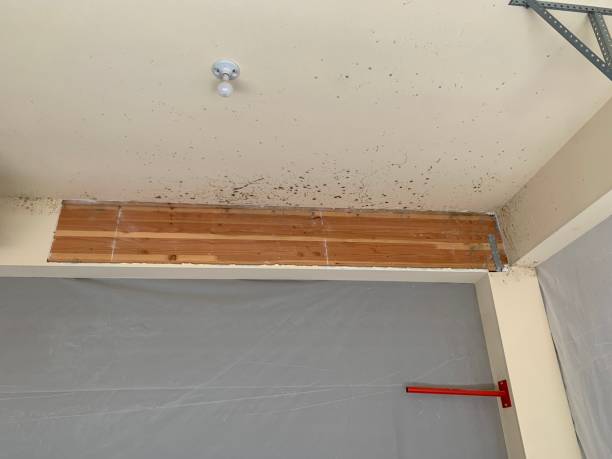 Best Mold Prevention Services  in Santa Anna, TX